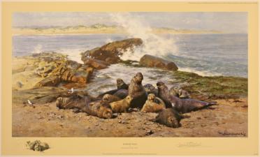 'Elephant Seals' 1991